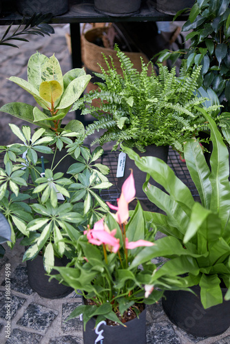 Stalls with flowers and bouquets at local street market