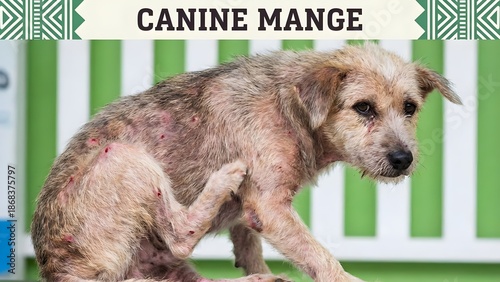 A scruffy dog with mange scratches itself in front of a green and white fence with canine and veterinary and pathology and animal and health