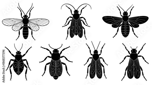 Detailed silhouettes of various insects including bees wasps and beetles for educational and