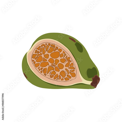 Cross section of a ripe avocado isolated on white background, Vector, illustration