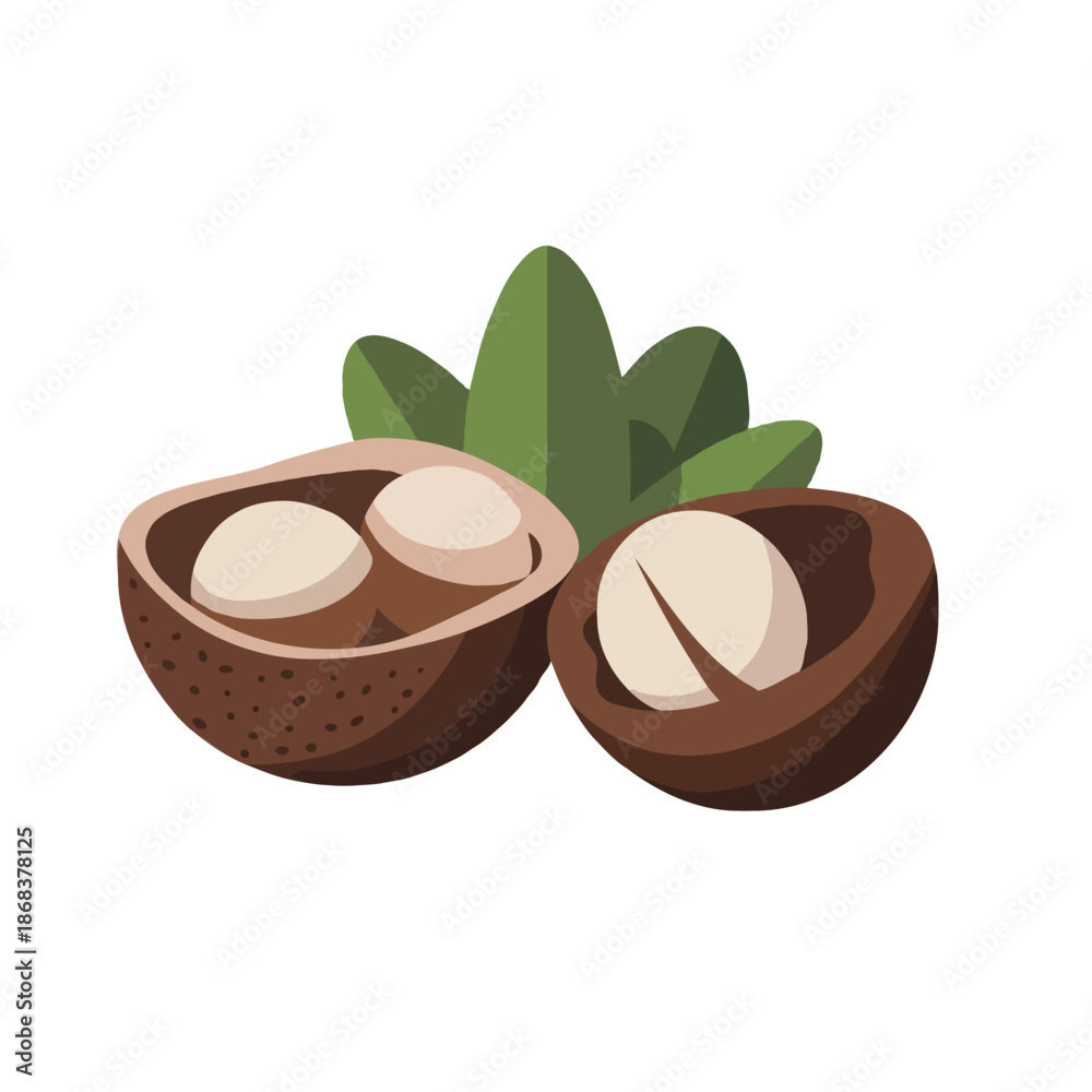 custom made wallpaper toronto digitalFreshly cracked macadamia nuts isolated on white background, Vector, illustration
