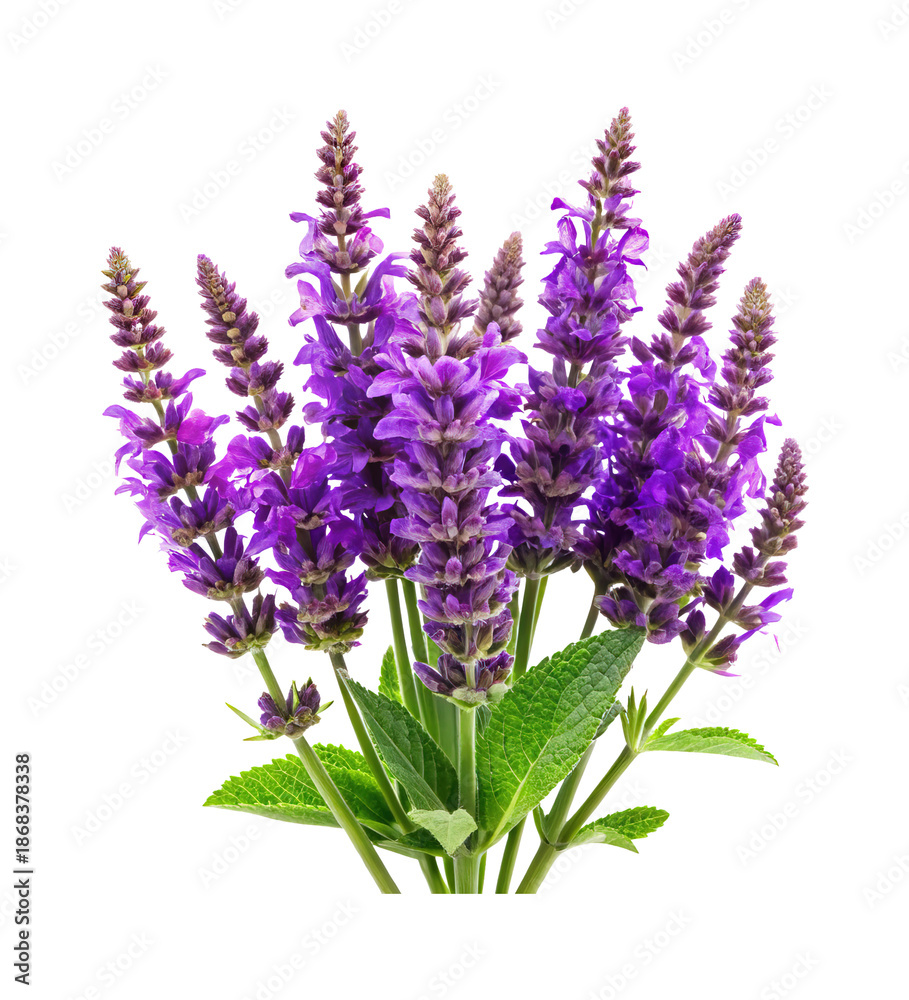 Obraz premium Beautiful bunch of blooming Salvia flowers with green leaves against transparent background