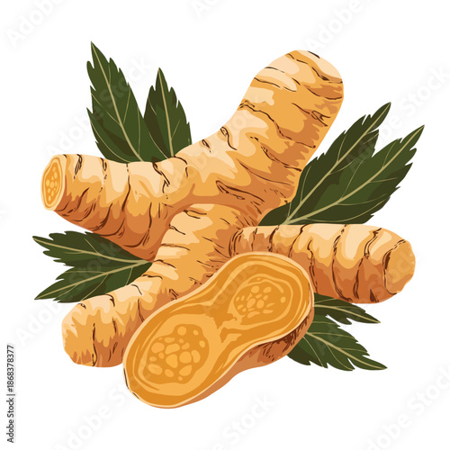 Fresh turmeric with green leaves isolated on white background, Vector, illustration
