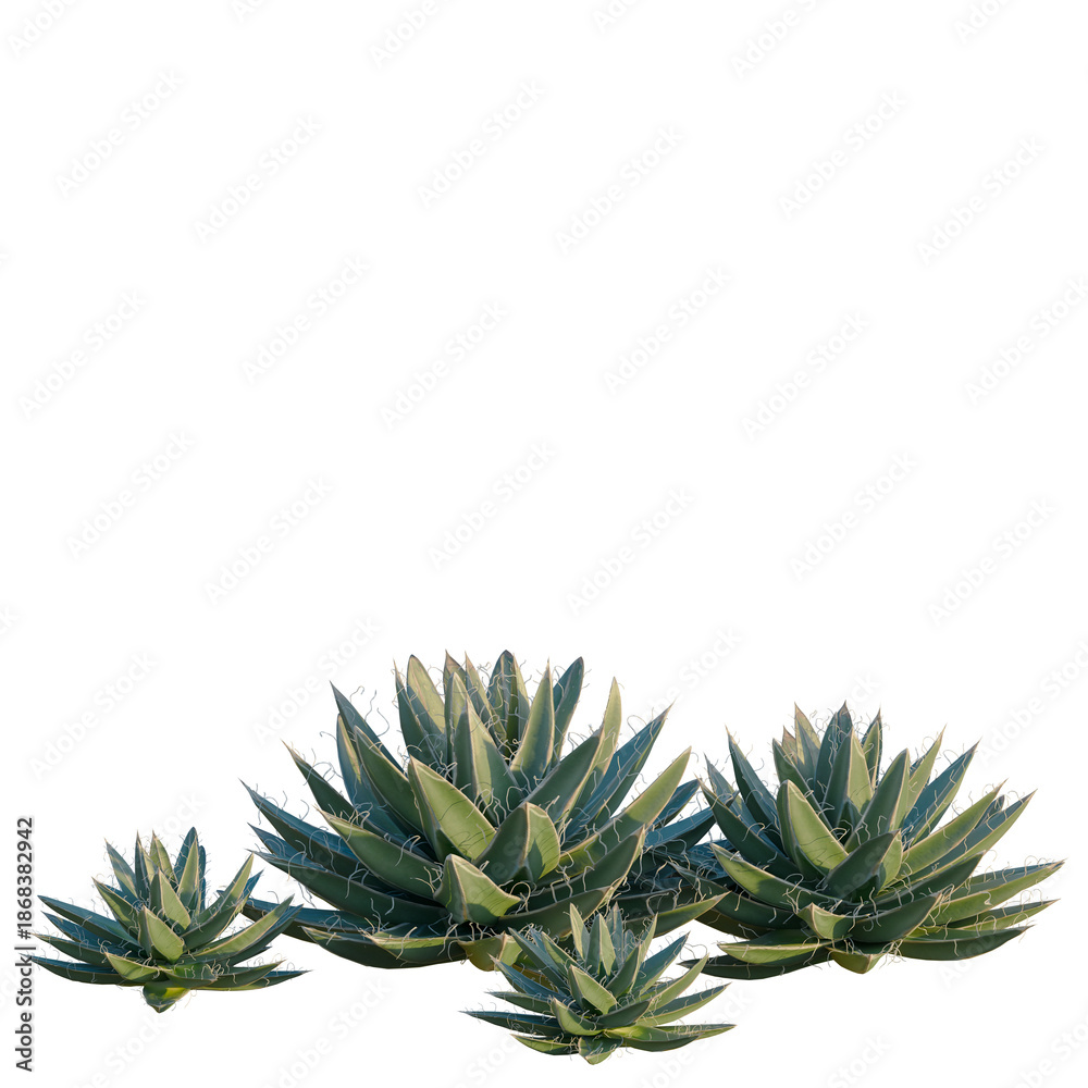 Fototapeta premium Agave filifera tree, front view, cutout, isolate, Elevation good for architecture visualization, Succulents on transparent background for design projects