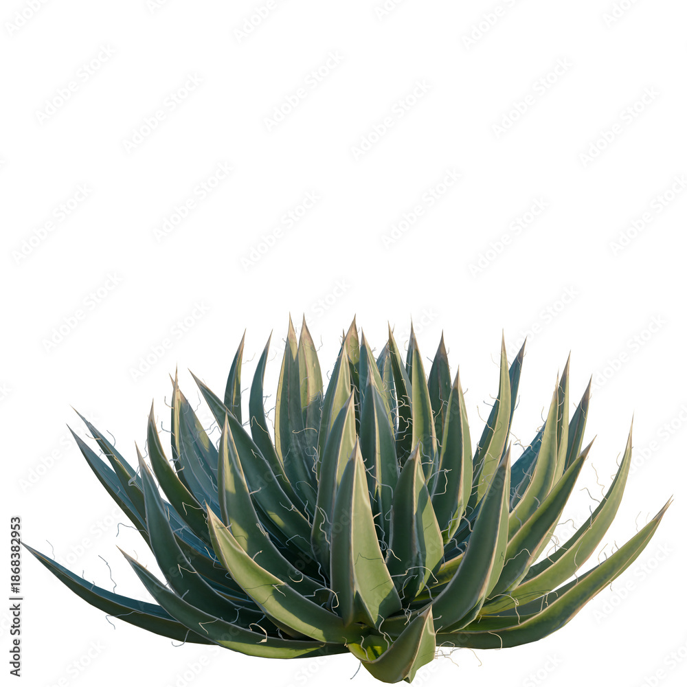 Fototapeta premium Agave filifera tree, front view, cutout, isolate, Elevation good for architecture visualization, Close-up of agave plant with sharp green leaves on transparent background