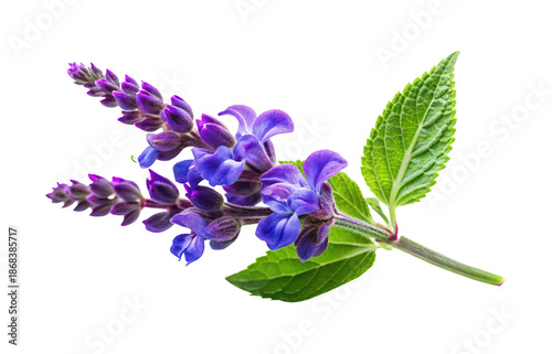 Close up photograph showcasing a vibrant salvia flower with purple petals and green leaves
