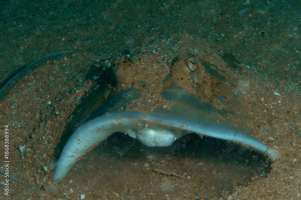 Fototapeta premium Close-up of bluespotted ribbontail ray (Taeniura lymma) partially buried in sand, Similan Islands, Thailand