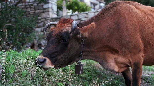 Wallpaper Mural Weidende Kuh vor alten Steinmauern im Bergdorf, Qeparo, Qark Vlora, Albanien Torontodigital.ca