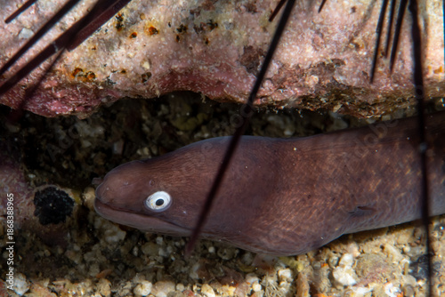 Close-up of white-eyed moray eel (Gymnothorax thyrsoideus) underwater, Similan Islands, Thailand