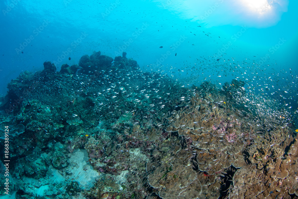 Obraz premium Tropical coral reef with hard corals covered by glassfish, Similan Islands, Thailand