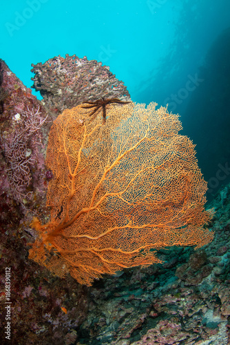 Gorgonian sea fan surrounded by soft purple corals underwater, Similan Islands, Thailand
