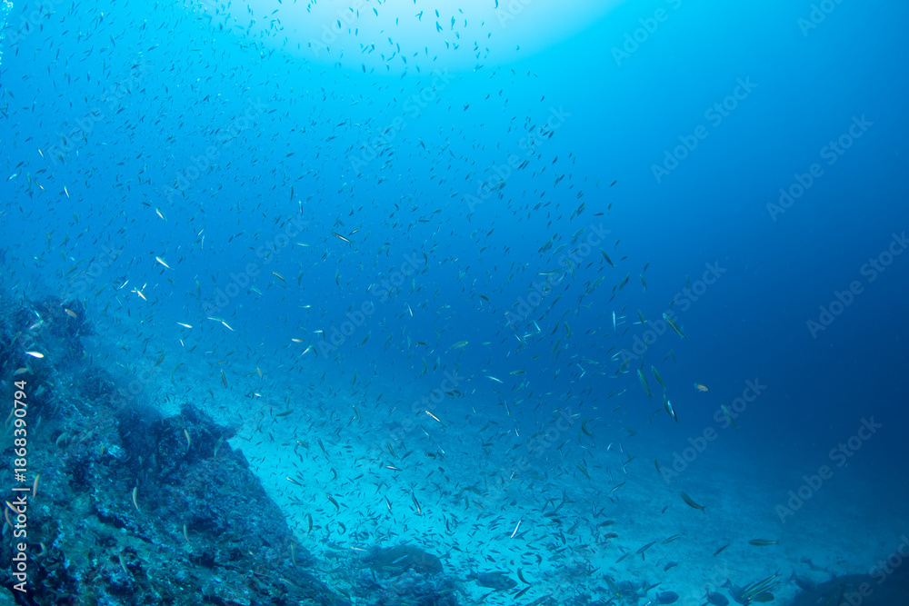 Fototapeta premium School of fusilier fish (Caesionidae) swimming over tropical coral reef, Similan Islands, Thailand
