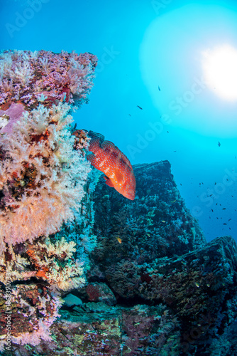 Close-up of coral grouper (Cephalopholis miniata) among soft corals, Similan Islands, Thailand