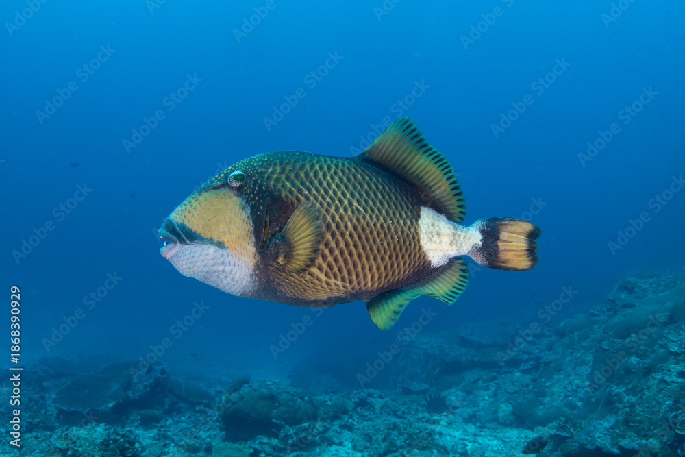 Fototapeta premium Close-up of titan triggerfish (Balistoides viridescens) biting reef rocks underwater, Similan Islands, Thailand
