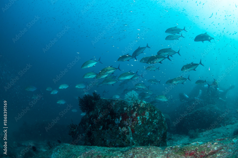 Obraz premium School of bluefin trevallies swimming in blue water, Koh Tachai, Thailand