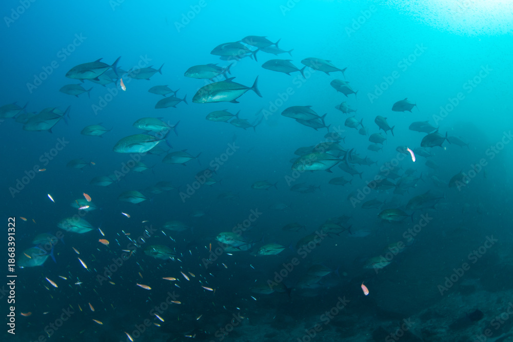 custom made wallpaper toronto digitalSchool of bluefin trevallies swimming in blue water, Koh Tachai, Thailand