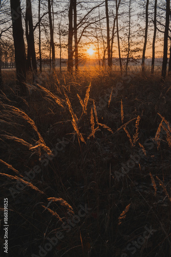 Fallen tree trunk in a quiet forest at sunrise with beautiful sun star and golden light