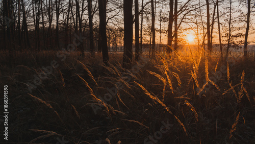 Fallen tree trunk in a quiet forest at sunrise with beautiful sun star and golden light