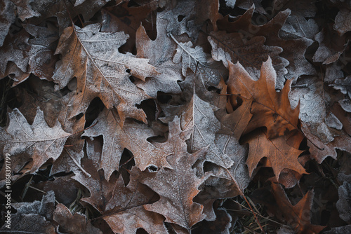 Fallen leaves and the first autumn frosts