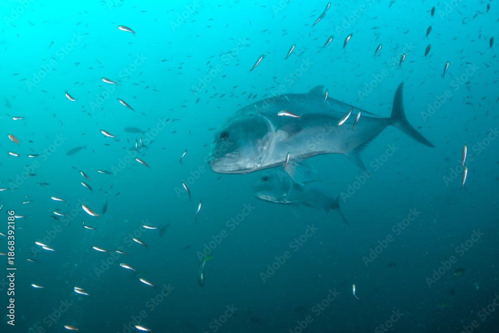Obraz premium Close-up of giant trevally (Caranx ignobilis), Similan Islands, Thailand