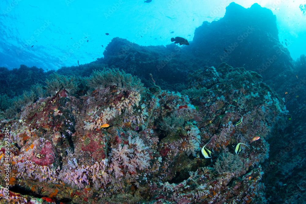 Fototapeta premium Soft coral reef, Koh Bon, Similan Islands, Thailand