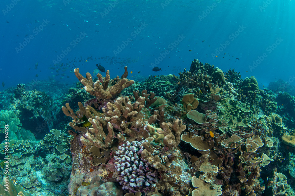Obraz premium Seascape of hard coral-covered seabed, Koh Bon, Similan Islands, Thailand