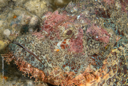 Φωτογραφία Tassled scorpionfish (Scorpaenopsis oxycephala) on tropical reef
