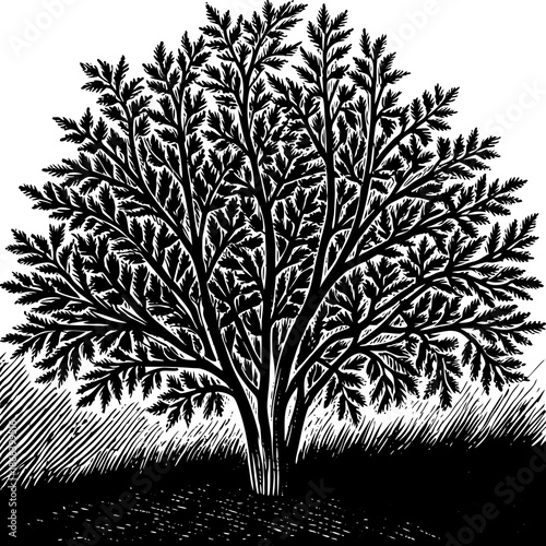 Silhouette of a tree