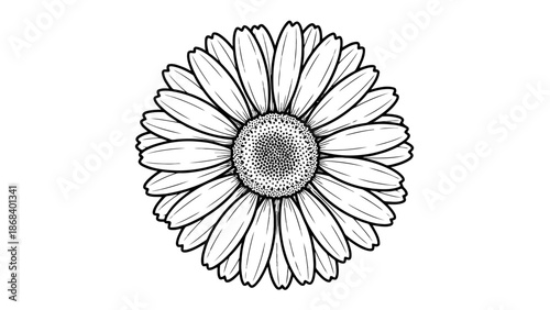 Simple black and white daisy flower illustration isolated on transparent background, Vector