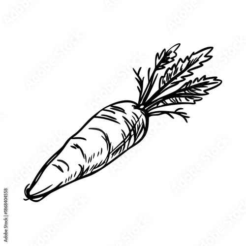 Hand-sketched carrot illustration featuring detailed leaves and roots, showing textured lines and curves, perfect for food blogs and vegetable recipes.