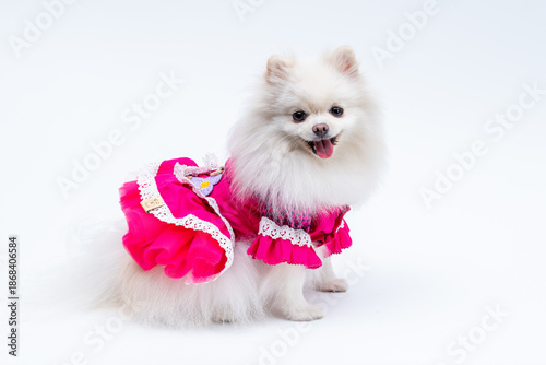 Foto Spitz alemão branca com vestidinho rosa lindo para festa