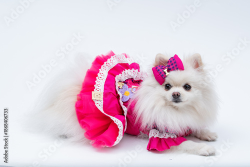Foto Spitz alemão branca com vestidinho rosa lindo para festa