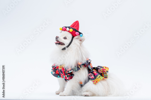 Tableau sur toile ensaio Pet - Two Clicks Fotografia Pet