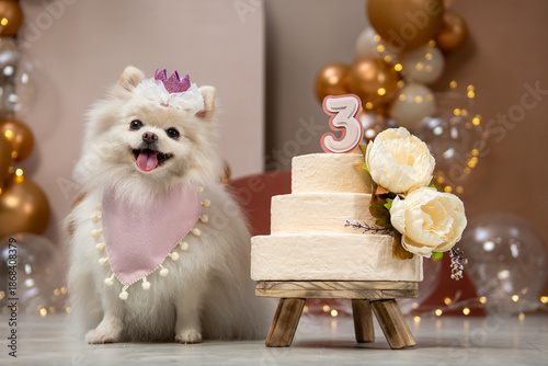 Tableau sur toile ensaio Pet - Two Clicks Fotografia Pet