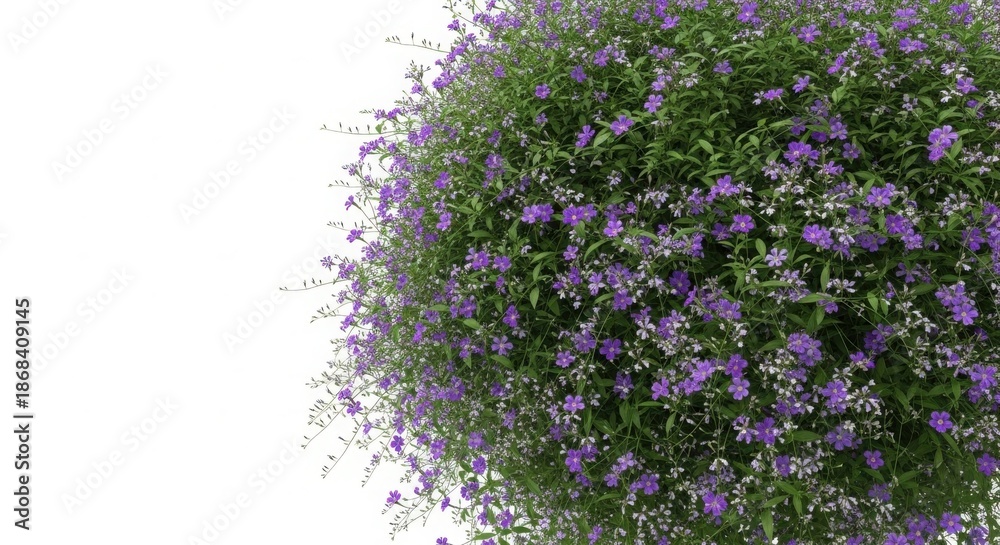 Obraz premium Lush green bush with small purple and white flowers isolated on white background