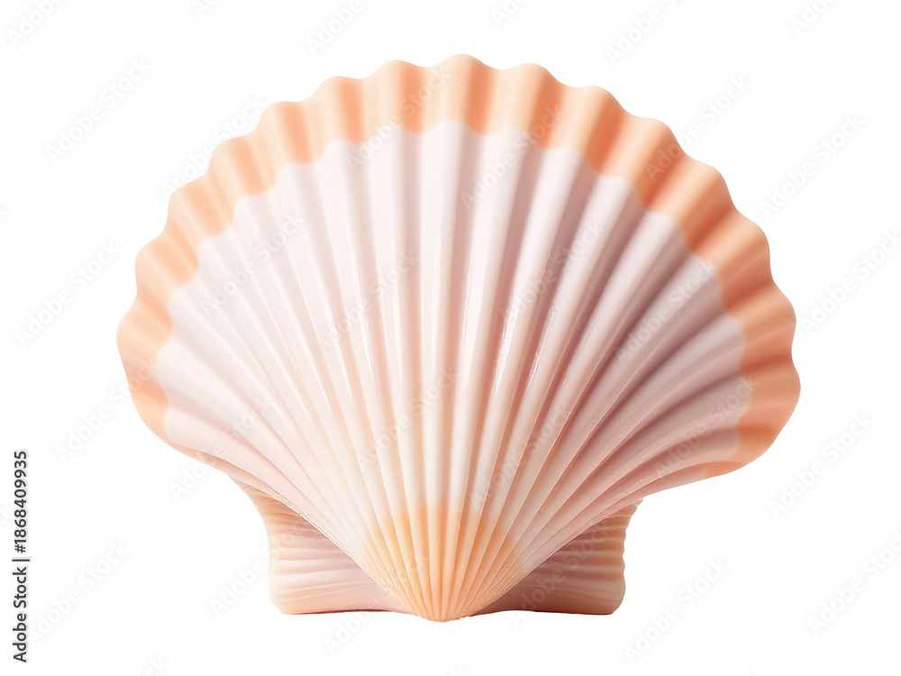 Fototapeta premium A single shell on a white background, perfect for use in still life or nature photography