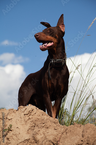 A Doberman dog