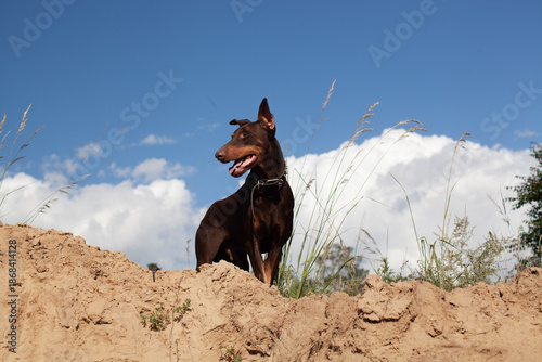 A Doberman dog