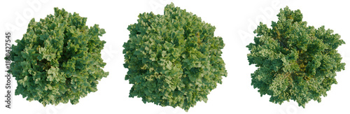 Chamaecyparis obtusa tree plan, top view, cutout, transparent background 4K PNG, isolate 