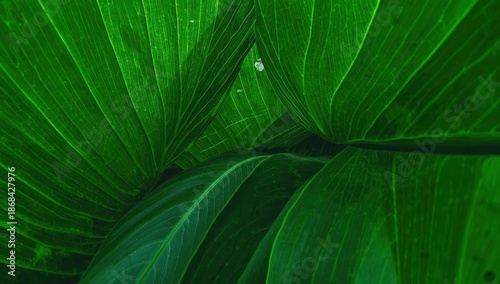 Large green leaves zoomed in