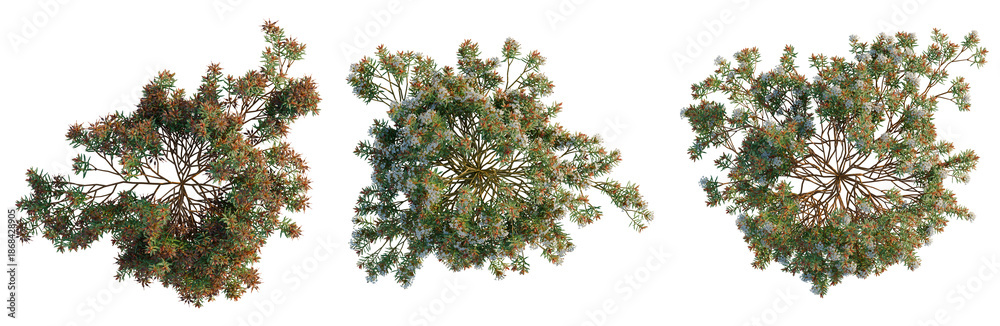 Fototapeta premium Ledum decumbens tree plan, top view, cutout, transparent background, isolate, good for architecture visualization, Blooming shrub with vibrant flowers, a natural floral arrangement for design projects