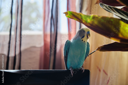 Tableau sur toile Blue Budgie Chirps on Branch