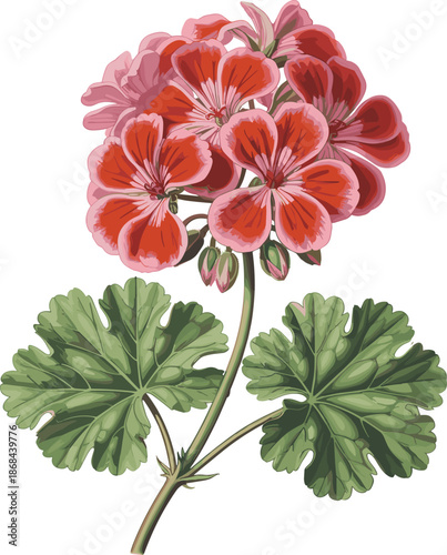 Red geranium flower botanical illustration, vintage floral artwork with green leaves, detailed hand drawn style, isolated on white background