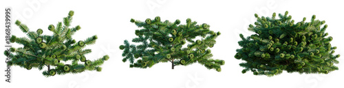 Φωτογραφία Abies balsamea Nana tree, front view, cutout, transparent background, isolate, a