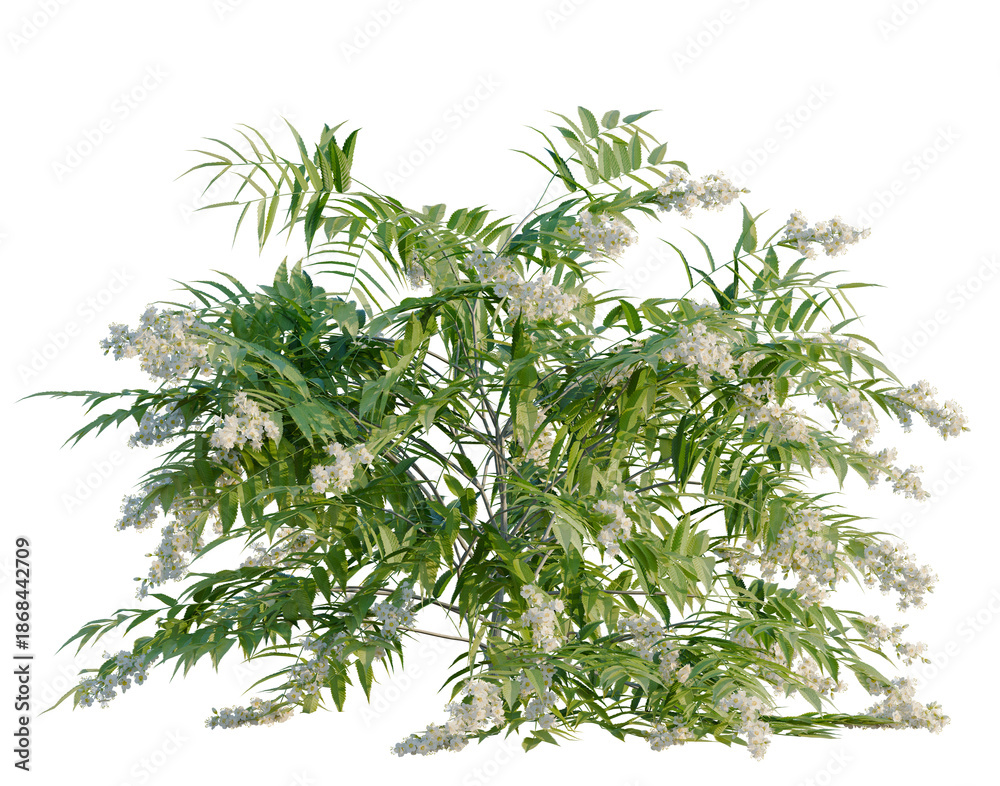 Obraz premium Sorbaria sorbifolia tree, front view, cutout, transparent background, isolate, architecture visualization, Blooming Jasmine Branches with Delicate White Flowers and Lush Green Foliage