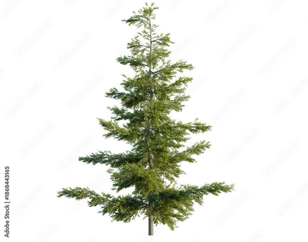 Obraz premium Tsuga mertensiana tree, front view, cutout, transparent background, isolate, architecture visualization, Majestic Fir Tree with Detailed Green Foliage on a Clean Background