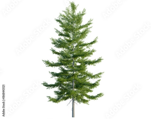 Photos Tsuga heterophylla tree, front view, cutout, transparent background, isolate, ar
