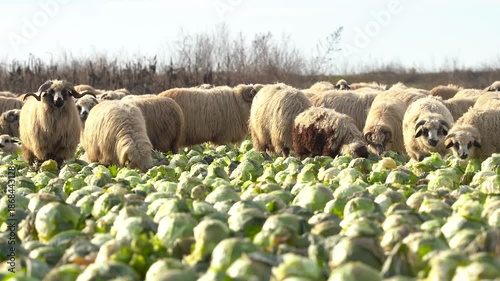 sheep eating cabbage, left unharvested in the field. 4k video.