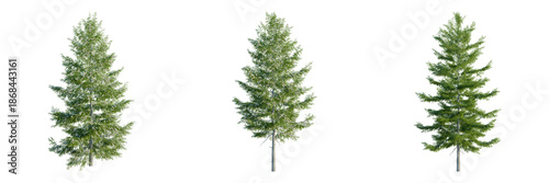 Foto Tsuga heterophylla tree, front view, cutout, transparent background, isolate, ar