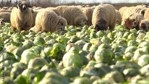 sheep eating cabbage, left unharvested in the field. 4k video.